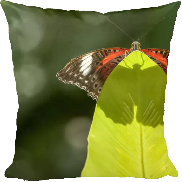 An Orange lacewing butterfly (Cethosia penthesilea), Cairns Botanical Gardens, Queensland