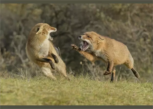 Red foxes (Vulpes vulpes) fighting in sand dune habitat, Holland, Netherlands. November