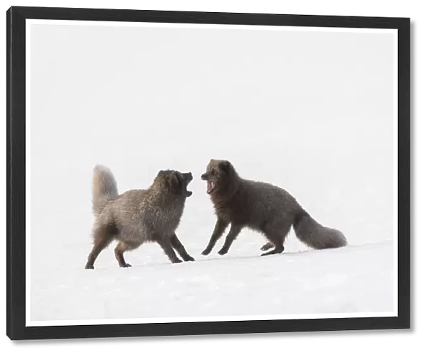 RF - Arctic foxes (Vulpes lagopus) interacting Blue colour morph. Hornstrandir Nature Reserve