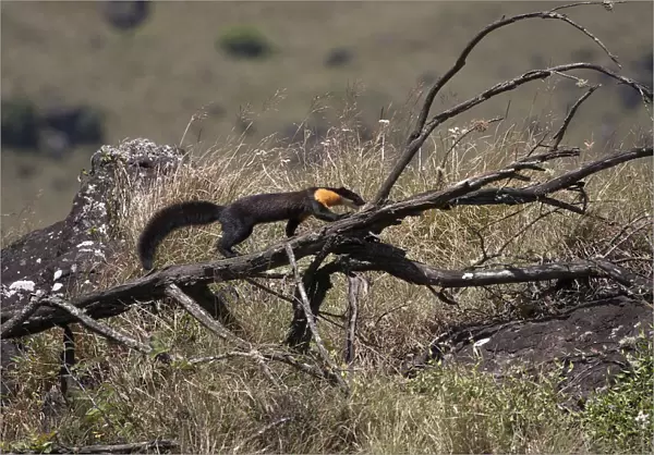 Nilgiri marten (Martes gwatkinsii) walking on a fallen branch in Mukurthi National Park