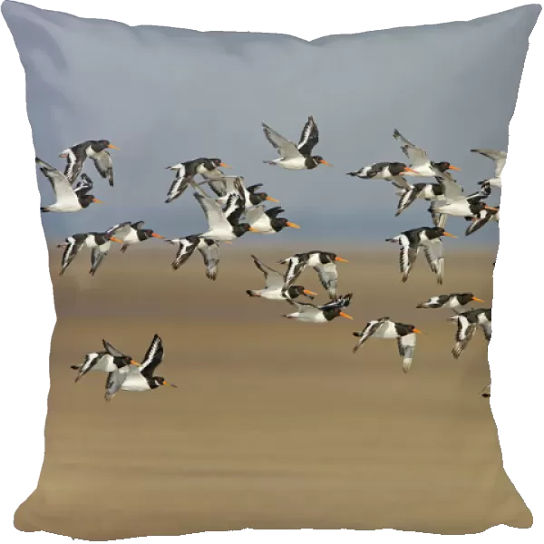 Oystercatcher (Haematopus ostralegus) flock in flight, Liverpool Bay, Lancashire, UK