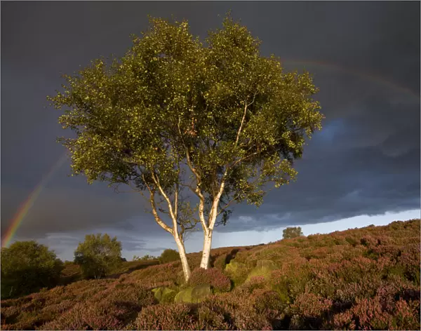 Silver Birch {Betula pendula  /  verrucosa} on heather moorland with stormy sky and rainbow