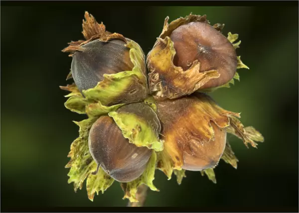 Hazel nuts (Corylus avellana) Dorset, UK September