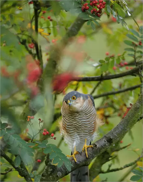 Sparrowhawk (Accipiter nisus) watching for prey from a garden rowan tree. Perthshire