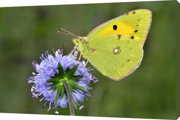 Clouded yellow butterfly (Colias crocea) feeding on Devils bit scabious (Succisa pratensis)