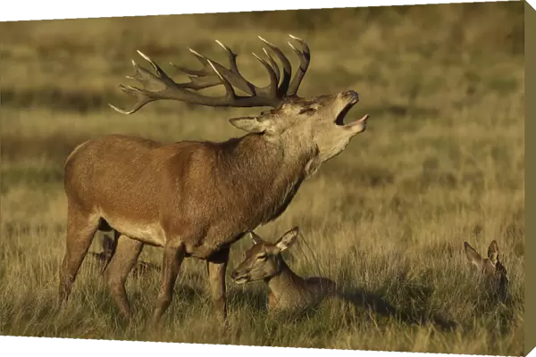 Red deer (Cervus elaphus) stag roaring during rut, with resting females, England, UK