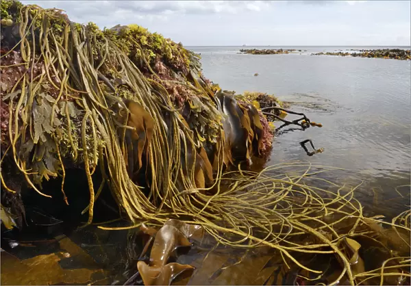 Seaweeds including Thongweed  /  Sea thong (Himanthalia elongata), Tangleweed kelp