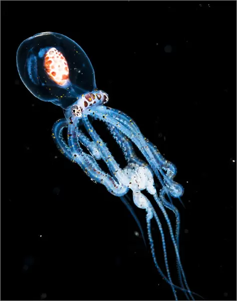 Wonderpus octopus (Wunderpus photogenicus) in its juvenile or larval stage