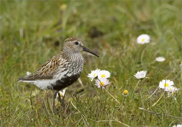 Dunlin (Calidris alpina) small wader with young in machair. North Uist, Scotland, UK, June