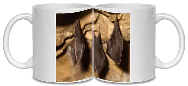 Lesser horseshoe bats (Rhinolophus hipposideros) in magnesium mine, Shropshire, England, UK, April