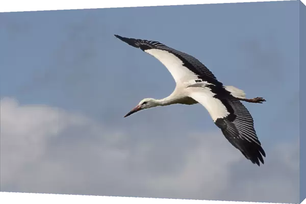 Captive reared juvenile White stork (Ciconia ciconia) with a GPS tracker on its back