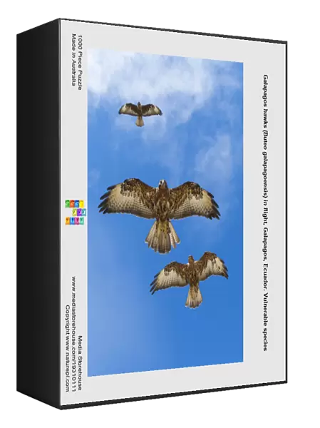 Galapagos hawks (Buteo galapagoensis) in flight, Galapagos, Ecuador. Vulnerable species