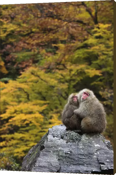 Japanese macaque  /  Snow monkey {Macaca fuscata} female and young huddle together