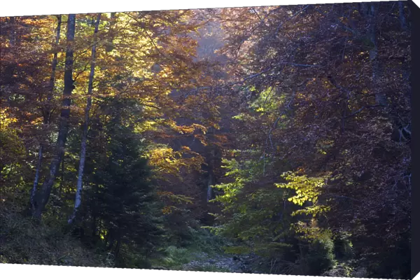 Deciduous forest in autumn, Piatra Craiului National Park, Transylvania, Southern