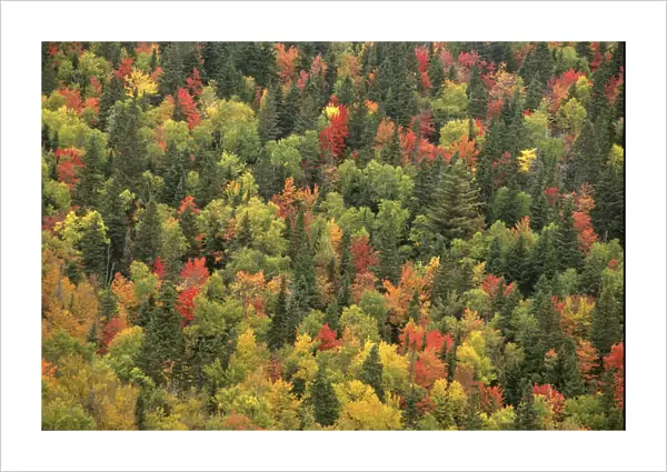 Aerial view of autumn mixed forest tree canopy, Laurentides forest, Quebec, Canada