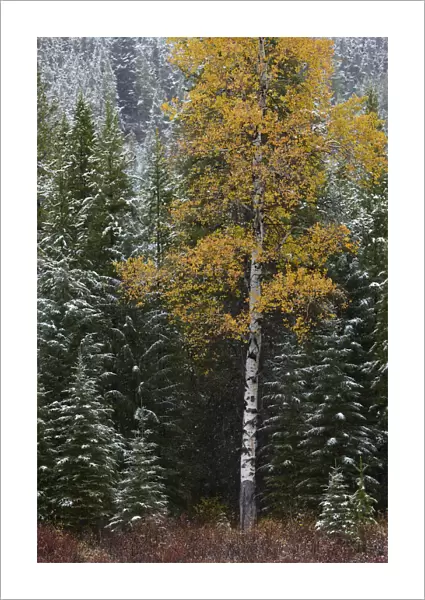 Autumn colours of the Aspen trees (Populus tremula) and conifers in the snow, near Muleshoe