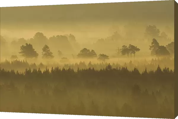 Pine forest on misty autumn morning, Rothiemurchus Forest, Cairngorms National Park