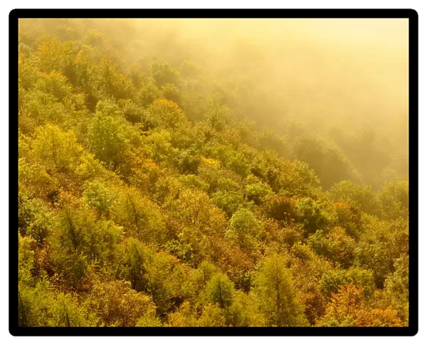 A misty morning over a mixed woodland in autumn. Kinnoull Hill Woodland Park, Perthshire