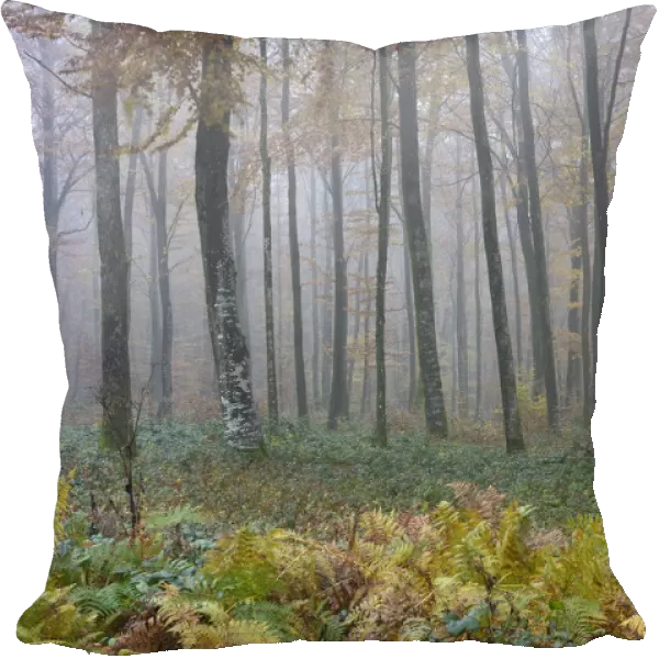 Misty Beech (Fagus sylvatica) forest in autumn, Vosges mountains, France, November 2013