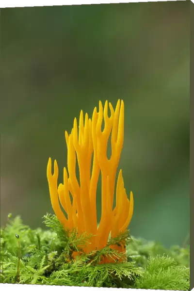 Yellow stagshorn fungus (Calocera viscosa) Tollymore Forest, County Down, Northern Ireland