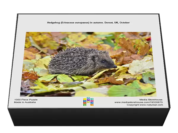 Hedgehog (Erinaceus europaeus) in autumn. Dorset, UK, October