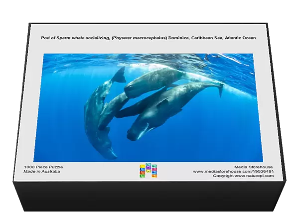 Pod of Sperm whale socializing, (Physeter macrocephalus) Dominica, Caribbean Sea, Atlantic Ocean