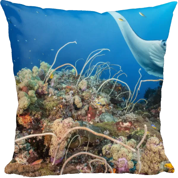 Reef manta (Mobula alfredi) female swimming close to a coral reef, while cleaner wrasse