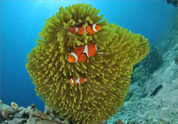 False clown anemonefish (Amphiprion ocellaris) in a magnificent sea anemone (Heteractis magnifica)