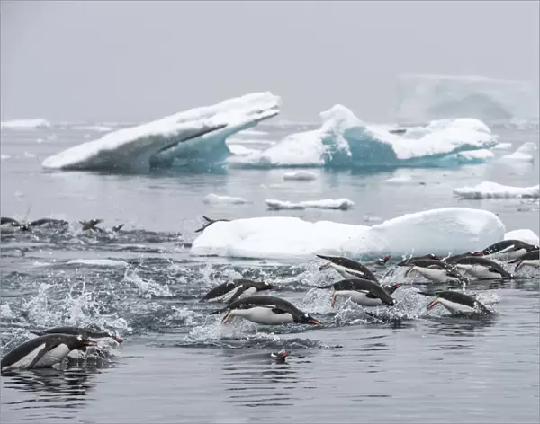 Gentoo penguins (Pygoscelis papua) swimming together in search of krill, Antarctic Peninsula