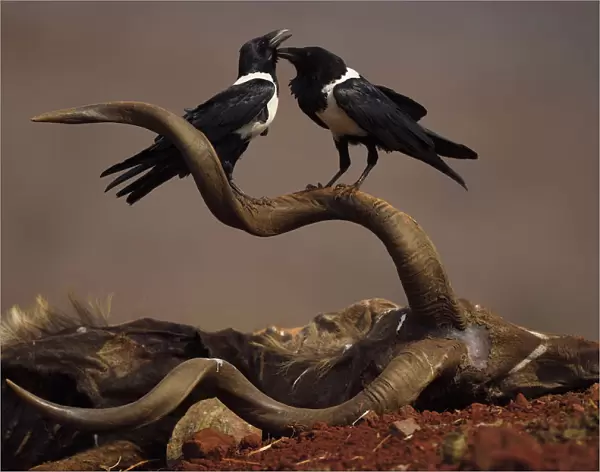 RF - African Pied Crow (Corvus albus) two perched on carcass of a Greater Kudu, (Tragelaphus