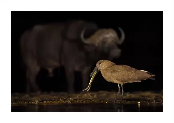 Hammerkop  /  Hammerhead stork (Scopus umbretta) eating a toad, with an African buffalo
