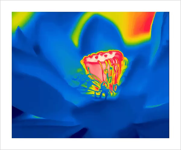 Sacred lotus (Nelumbo nucifera) taken with infra-red thermograph camera