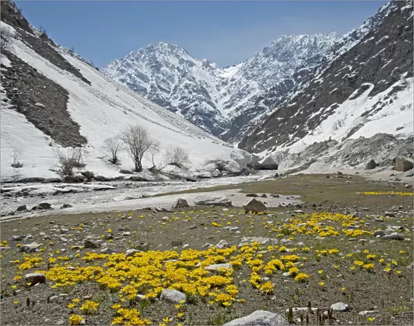 Celandine crocus (Crocus korolkowii) carpets in areas of snowmelt. Near Ansob Pass, Tajikistan