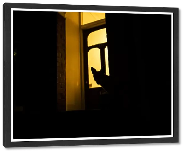 Red fox (Vulpes Vulpes) silhouetted in door to a house, North London, England, UK. June