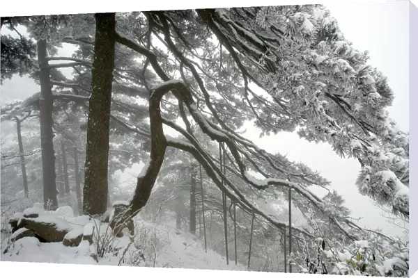 Huangshan pine (Pinus huangensis) in snow, Huangshan  /  Yellow Mountain, UNESCO World Heritage Site