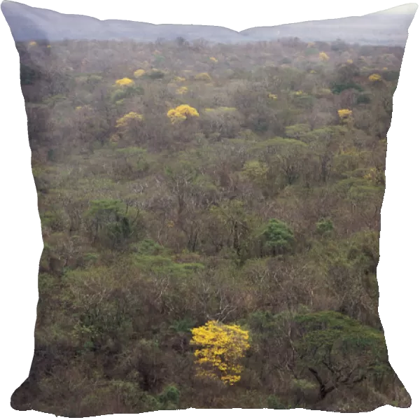 Flowering Trumpet flower trees {Tabebuia sp} in tropical dry forest, Santa Rosa NP