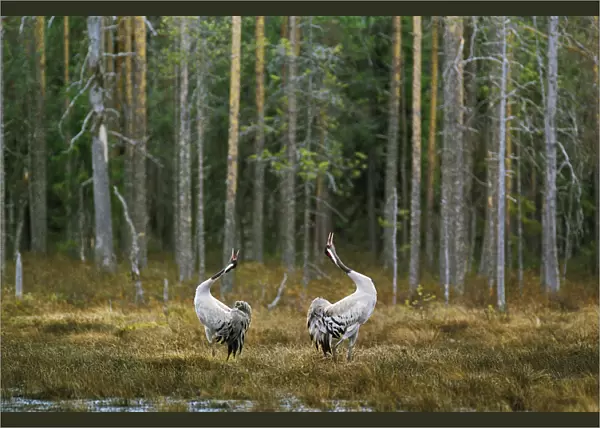 Common cranes displaying by woodland {Grus grus} Finland