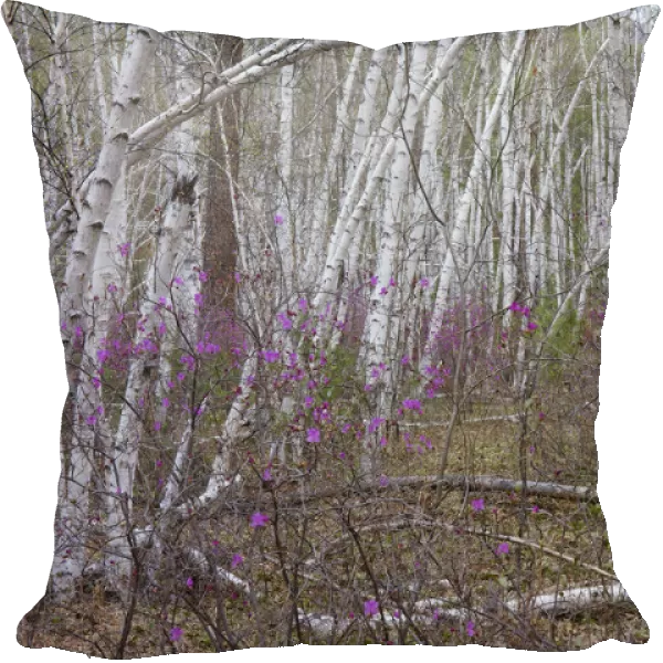 Forest on shore of Temnik river, in spring with Siberian Rhododendron (Rhododendron dauricum)
