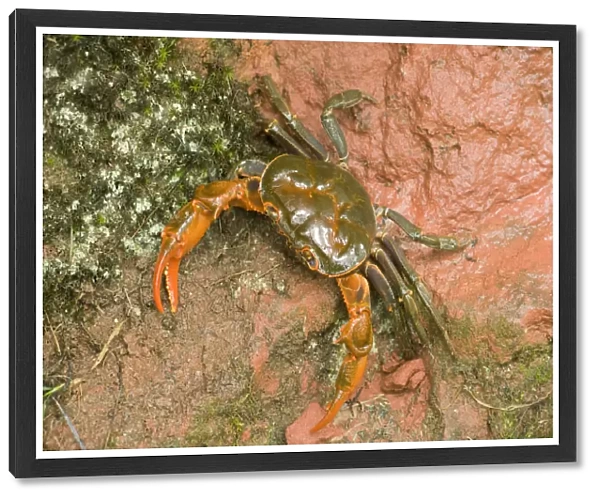 Land crab crawling on red sandstone after overnight storm. Shunan Zhuhai National Park