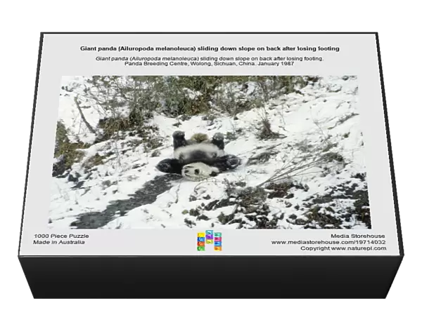 Giant panda (Ailuropoda melanoleuca) sliding down slope on back after losing footing