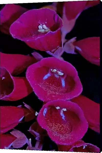 Foxglove (Digitalis purpurea), blue nectar guides and anthers, pollen and stigma fluorescing