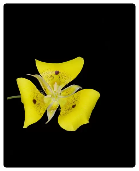 Yellow mariposa lily (Calochortus luteus) with dark nectar guides. Cultivated in glasshouse