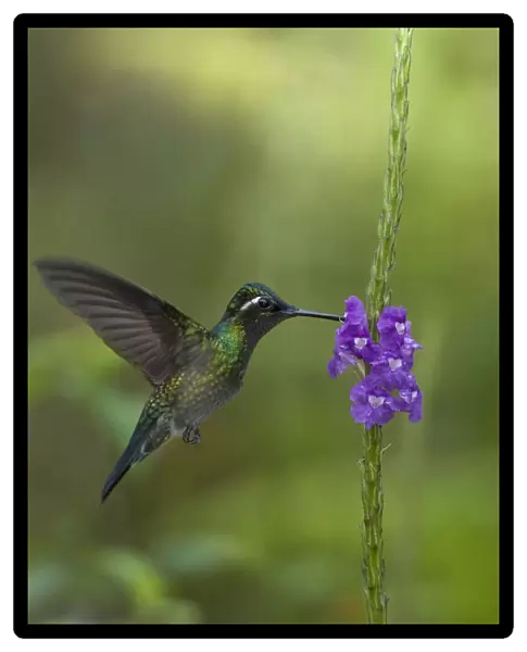 Purple throated mountain gem hummingbird (Lampornis calolaemus) hovering as it nectars