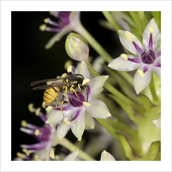 Wasp (Vespula germanica) nectaring on Pineapple lily (Eucomis comosa)