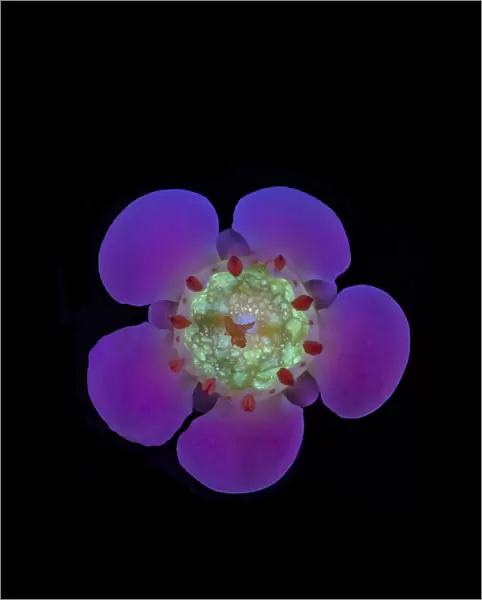 Geraldton wax flower (Chamelaucium uncinatum), nectar fluorescing in UV light. Western Australia. Controlled conditions, focus stacked. Series 1 / 2