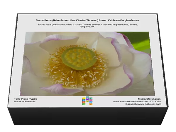 Sacred lotus (Nelumbo nucifera Charles Thomas ) flower. Cultivated in glasshouse