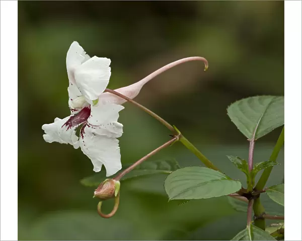 Grand balsam (Impatiens grandis) with long spur. Pollinated by butterflies, native to India