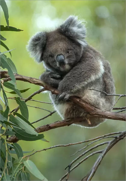 Koala (Phascolarctos cinereus) sitting in Manna gum (Eucalyptus viminalis) tree, Kangaroo Island