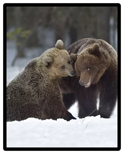 Brown bear (Ursus arctos) pair nuzzling after mating. Finland. May
