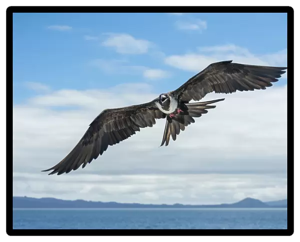 Magnificent frigatebird (Fregata magnificens) in flight over sea between Isabela Island